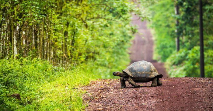 Galapagos saaret kilpikonna