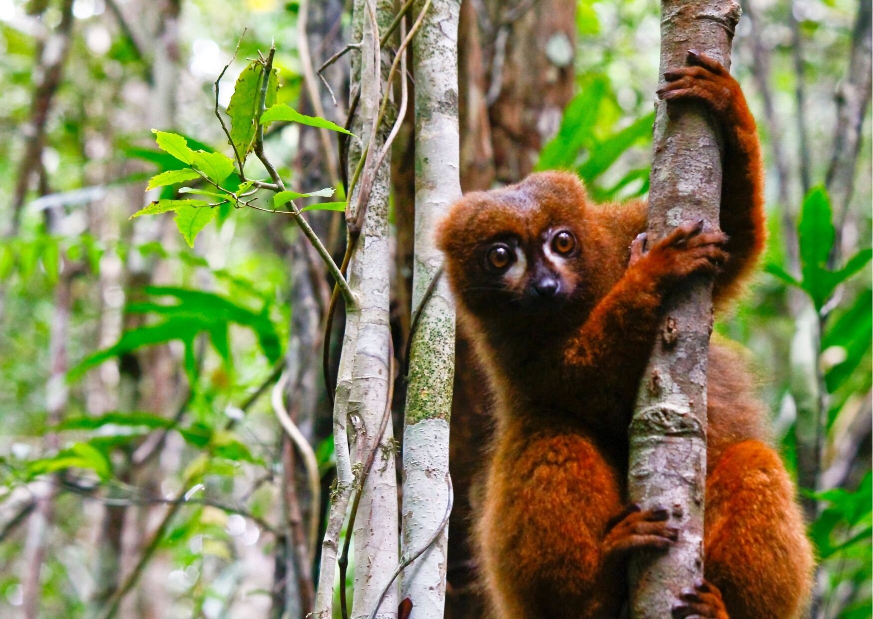 ranomafana-red-belliedL