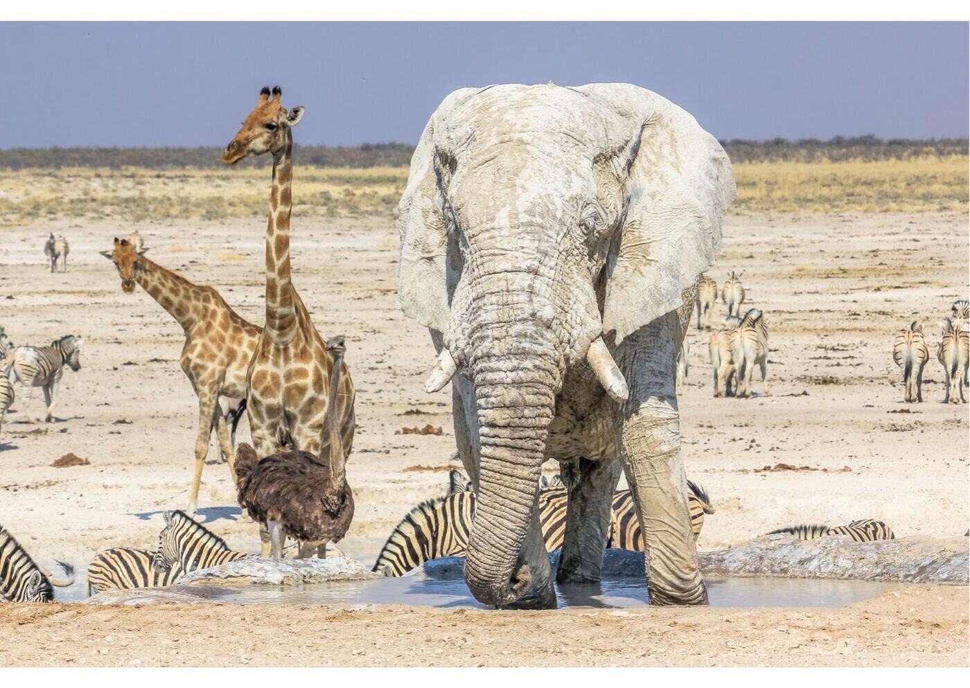 Etosha