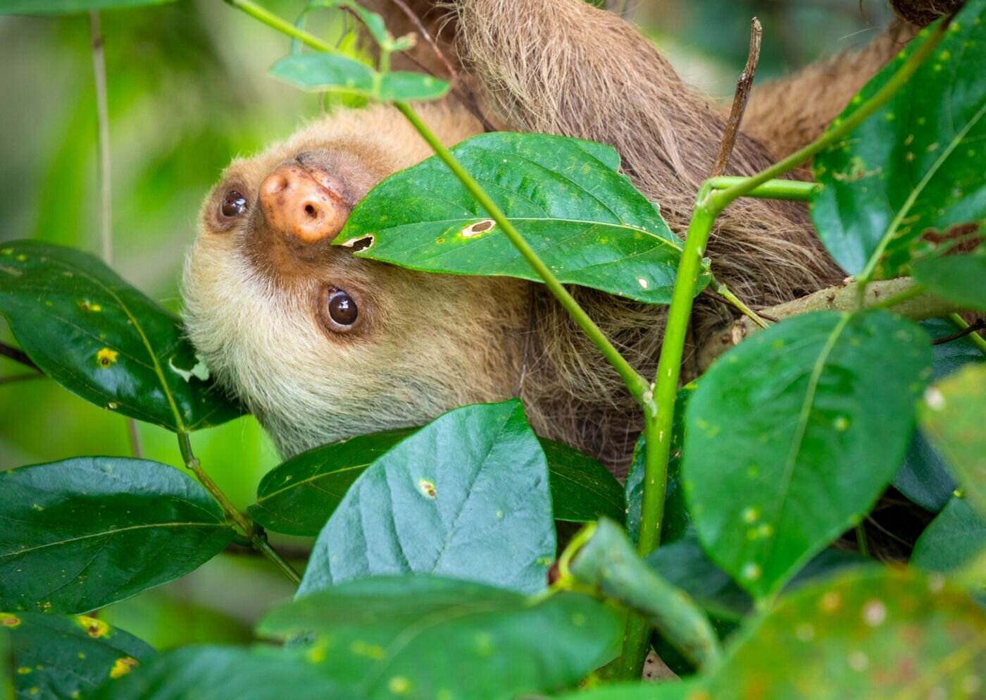 Two toed sloth tortuguero