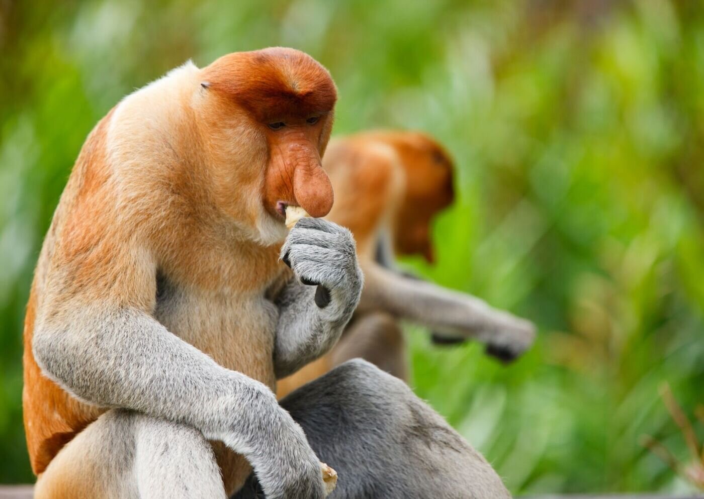 Nenaapina borneo