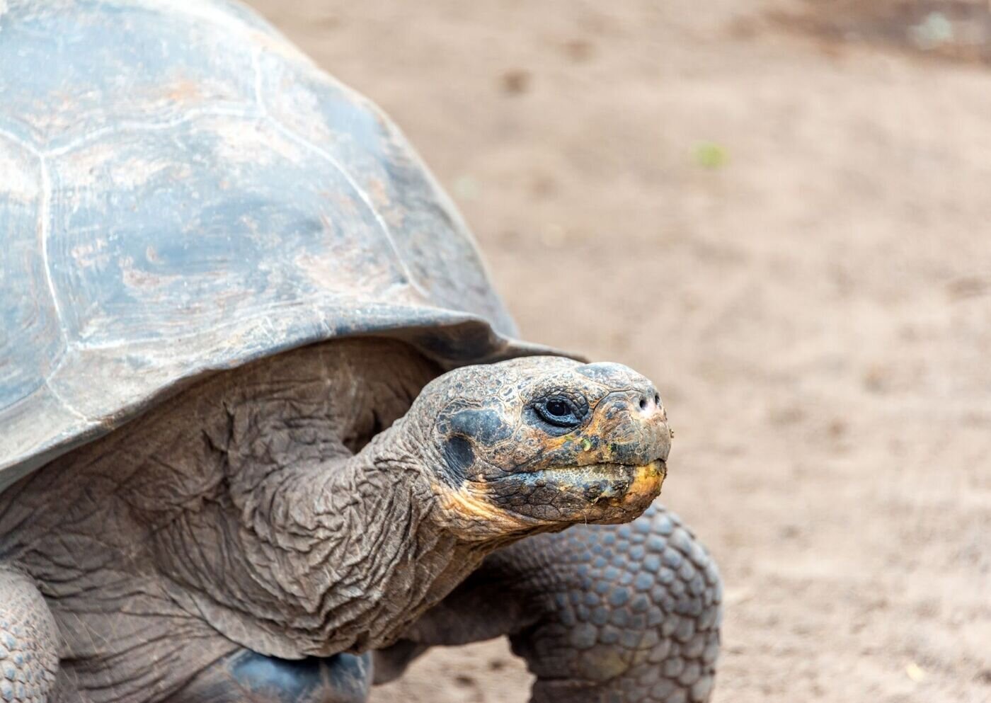 Galapagos