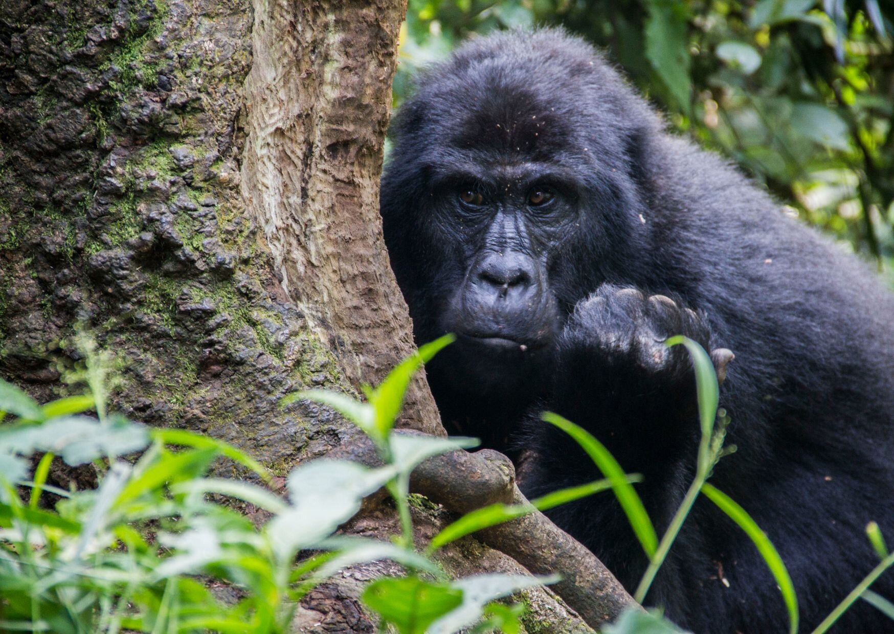 Bwindi (1)