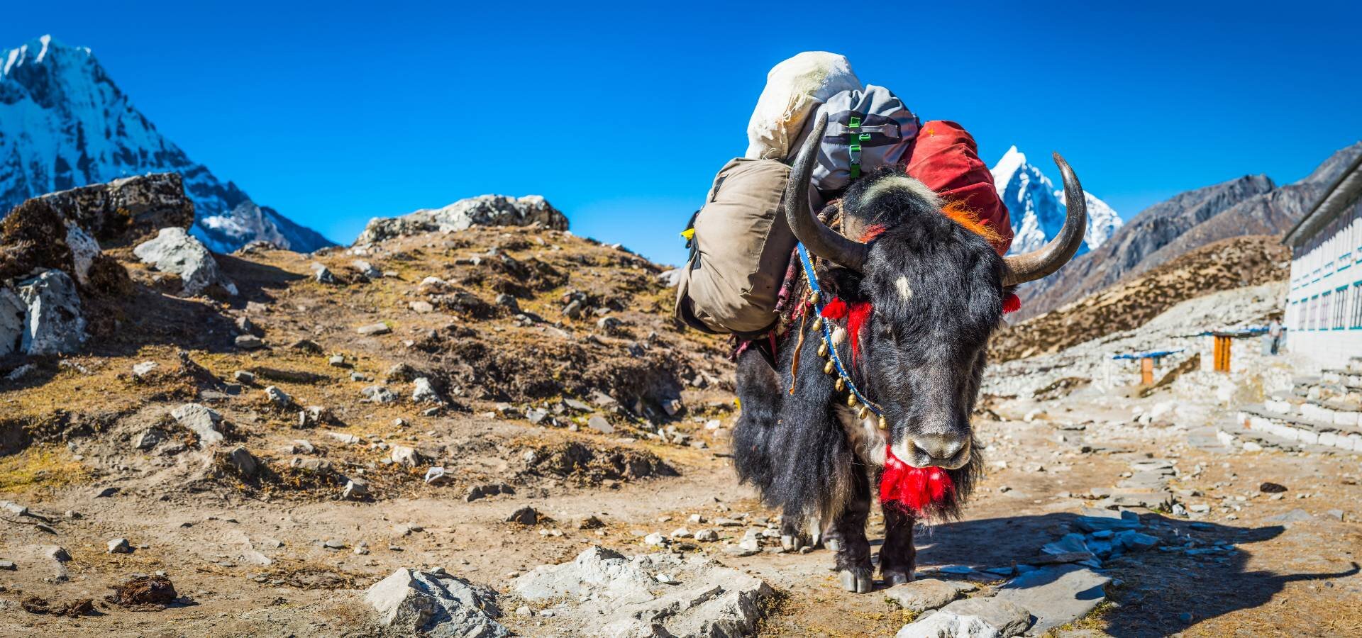nepal-matkat-jakki