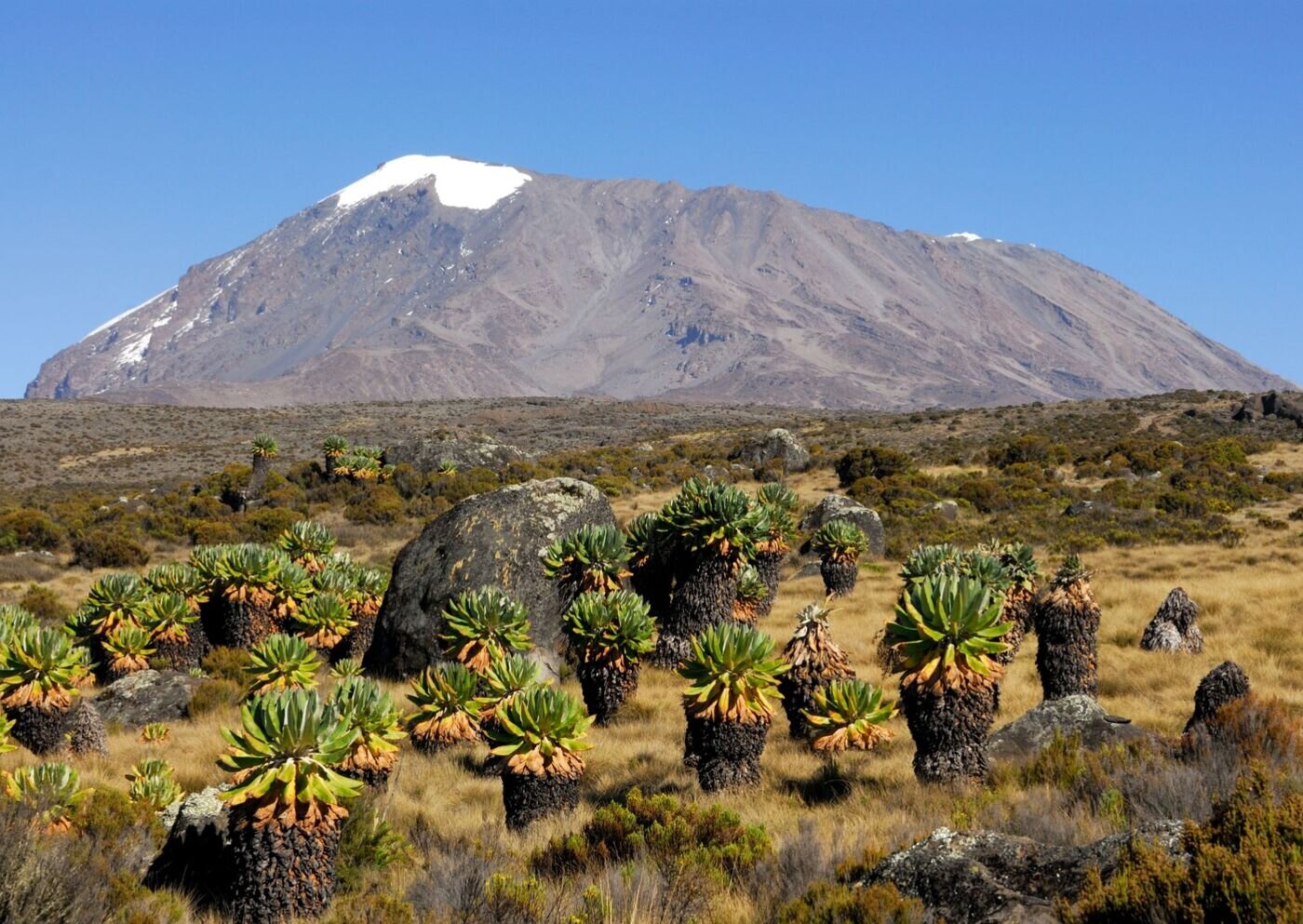 Kilimanjaro top