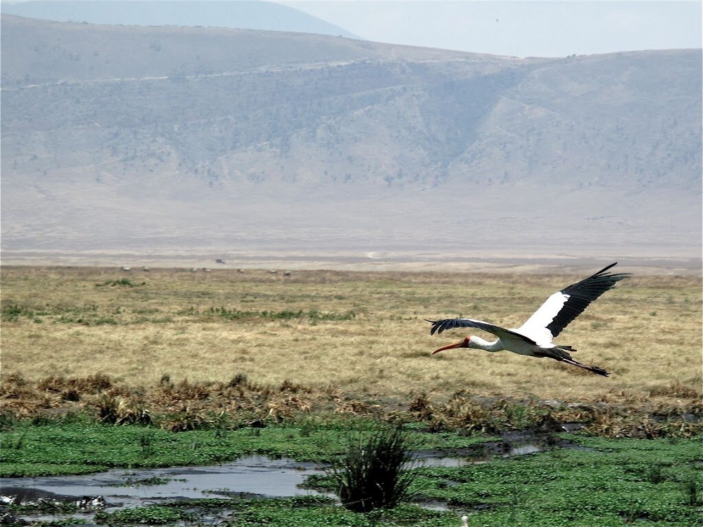 7690373838 667c328b7d o