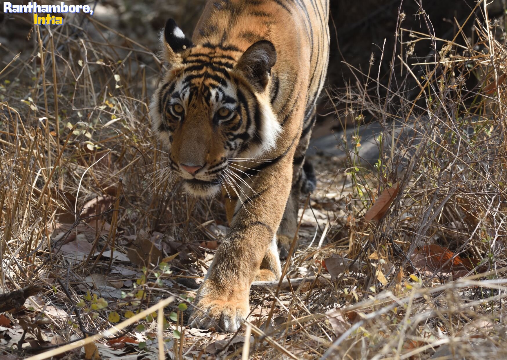 Ranbthambore, Intia