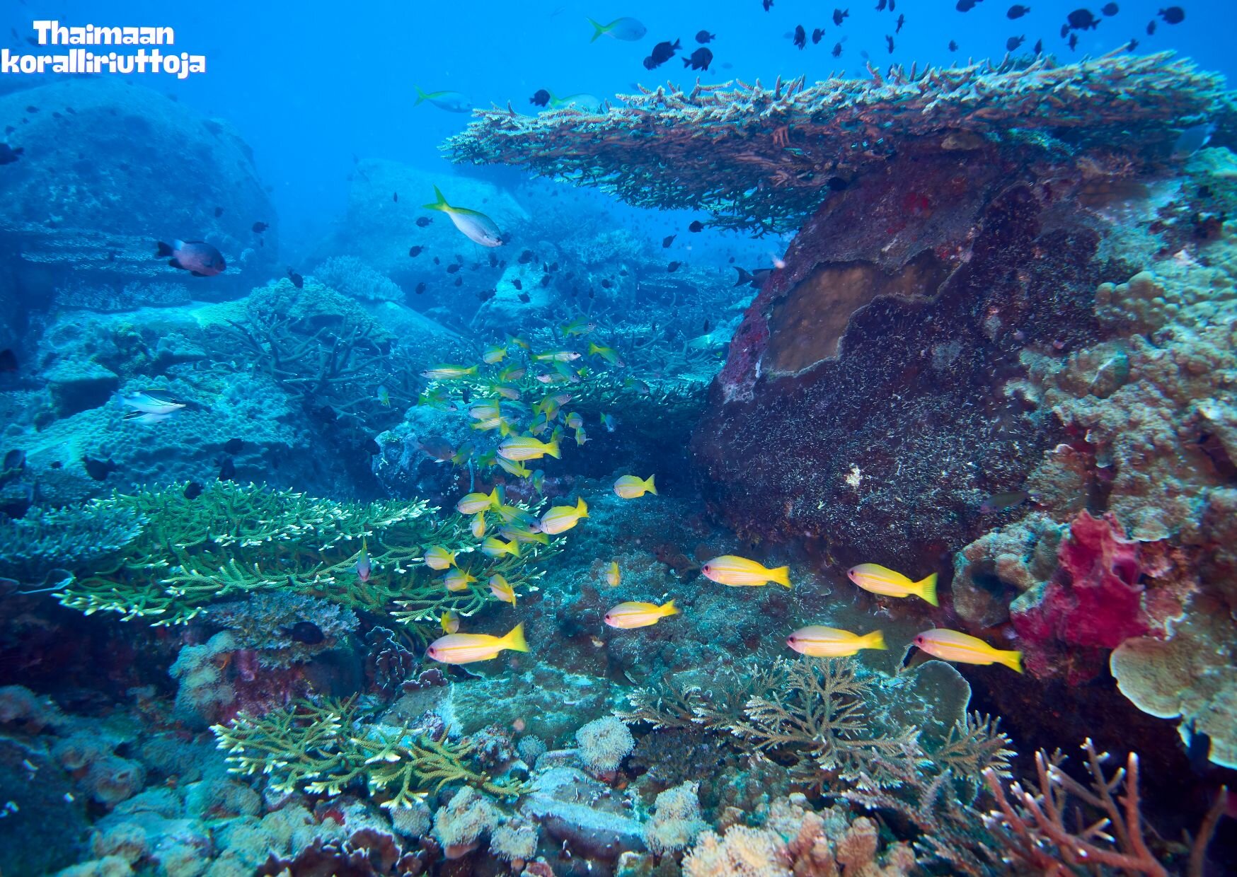 Thaimaan koralliriuttoja