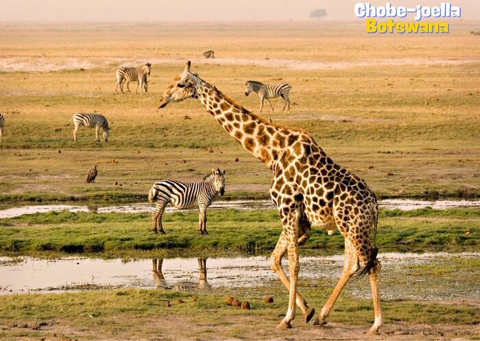 Chobe joella%20botswana