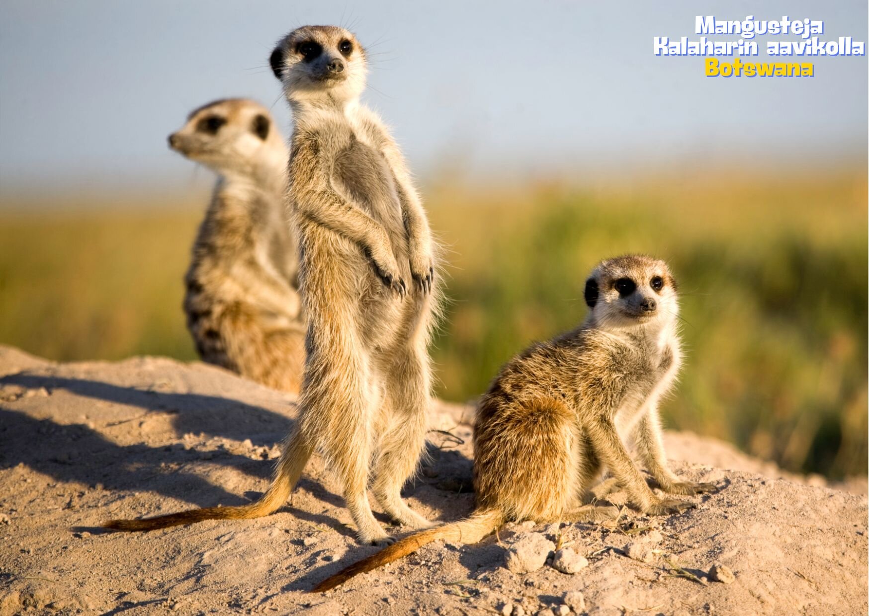 Mangusteja Kalaharin aavikolla Botswana