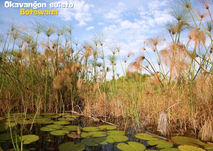 Okavangon%20suisto%20botswana