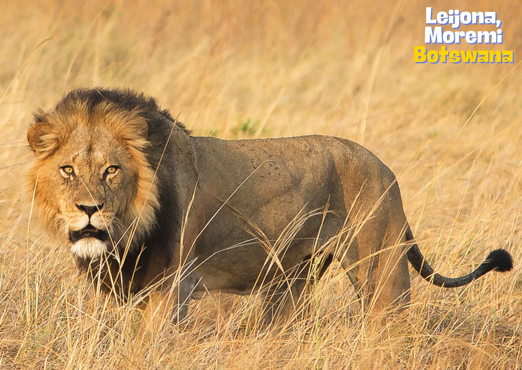 Leijona, Moremi Botswana