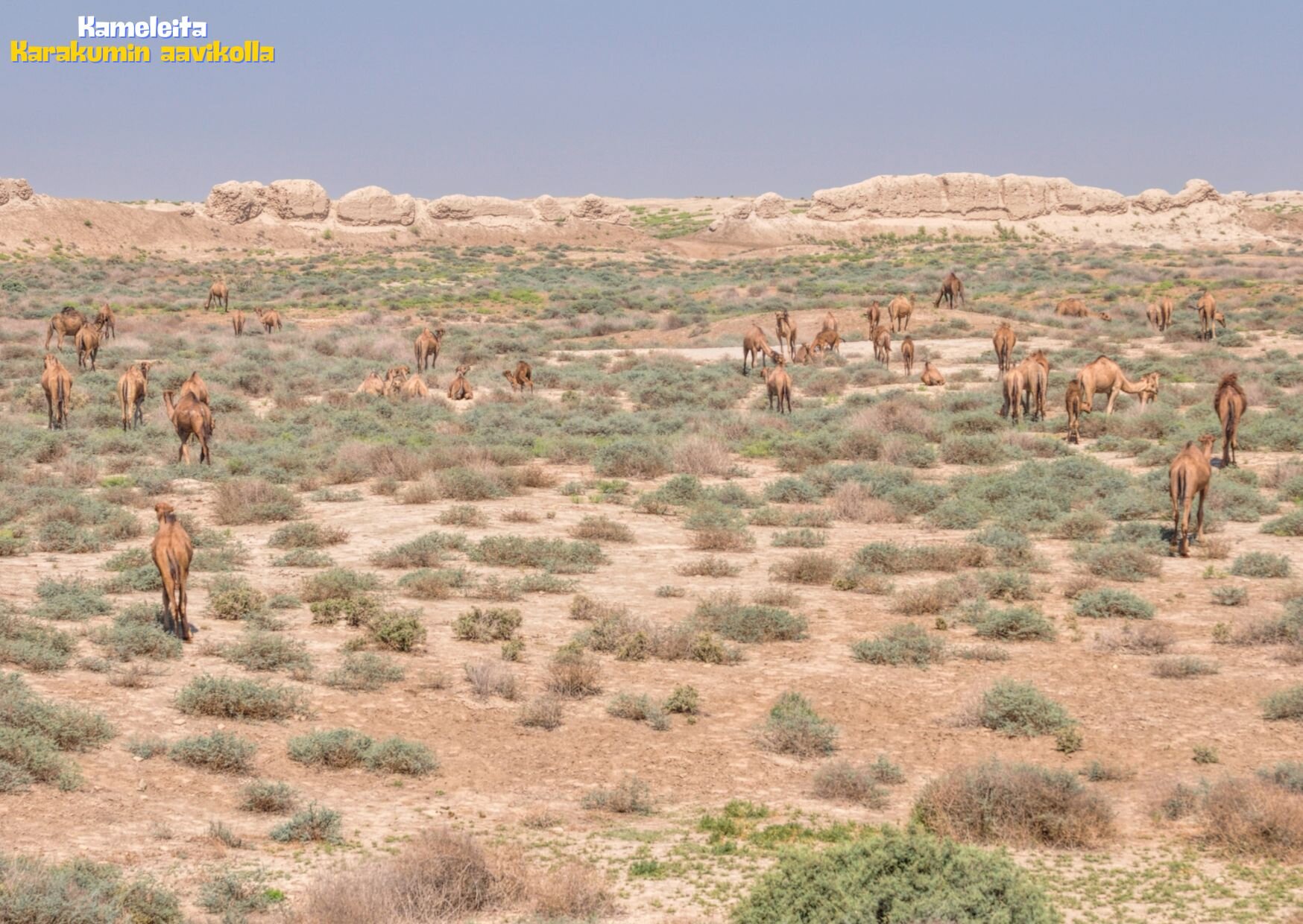 turkmenistan-kamelit