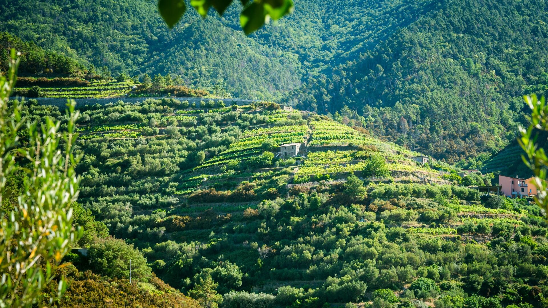 Cinque Terre hiking trip  9