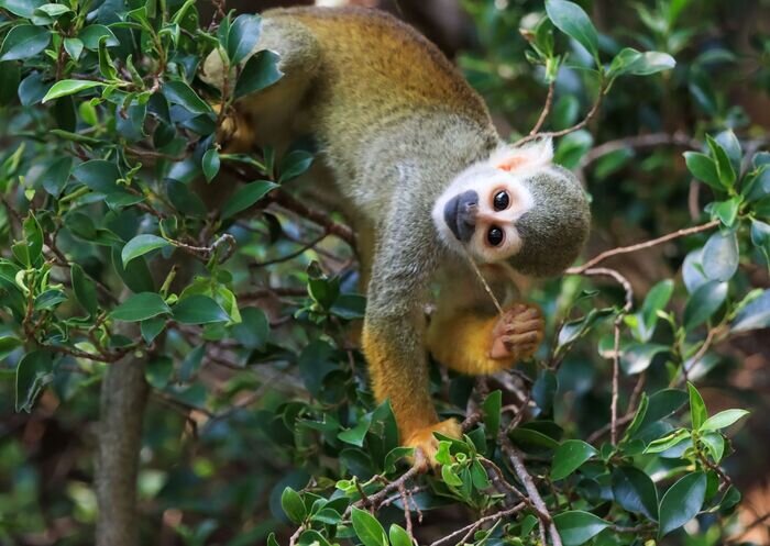 Amazon apina
