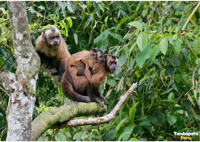 Tambopata%20peru