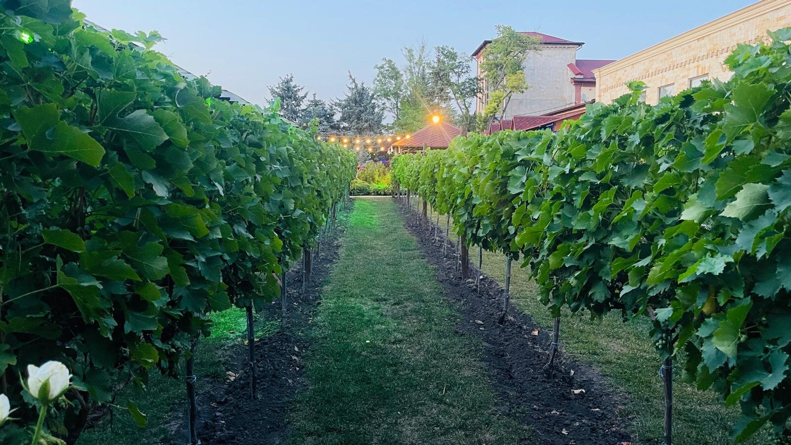 WhatsApp-Kuva 2025-08-18 klo 18.50.17 9c642a26