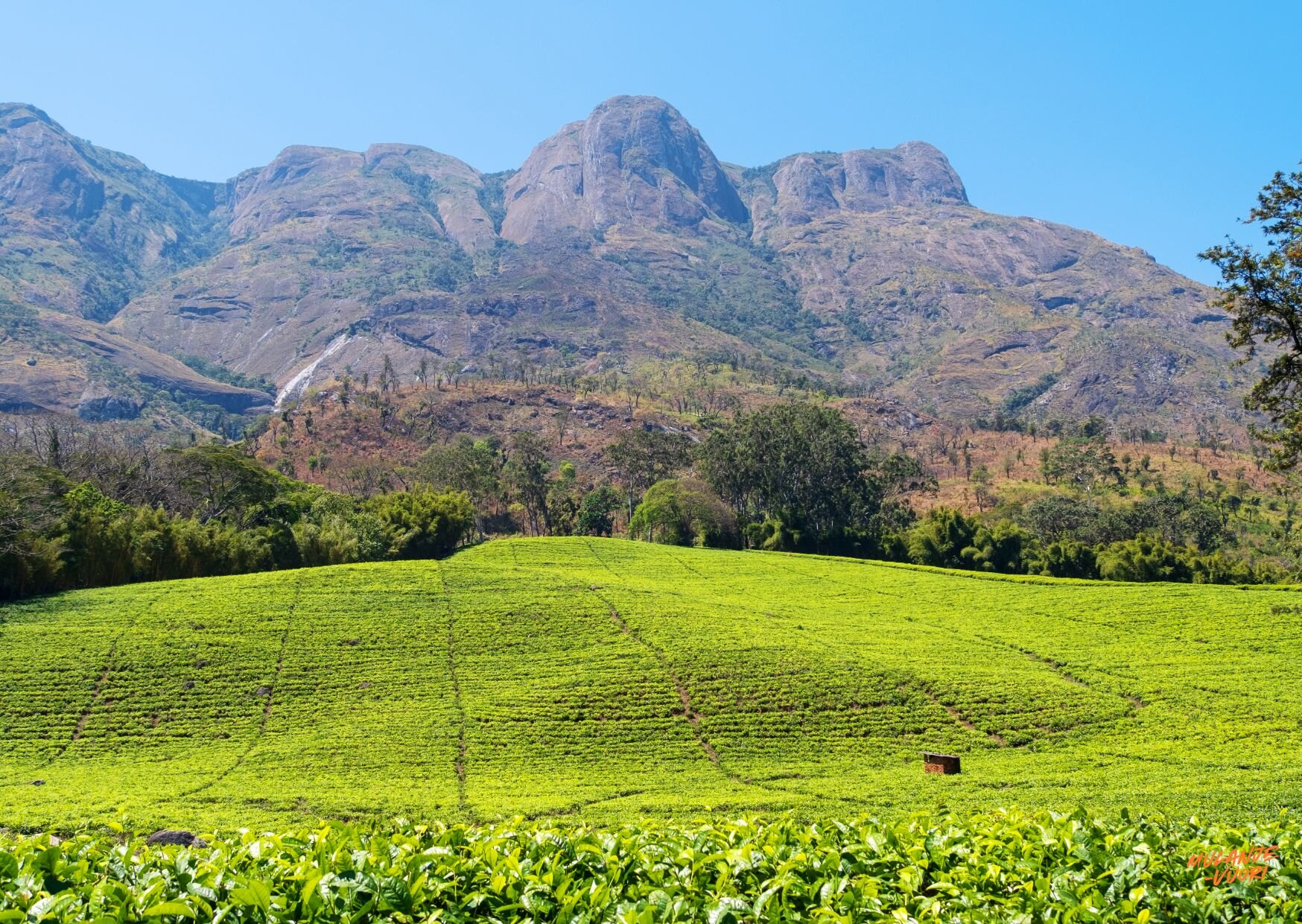 Mt-Mulanje